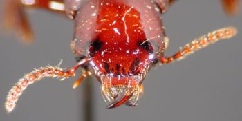 Media type: image;   Entomology 20233 Aspect: head dorsal view